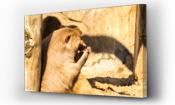 Wizualizacja Obrazu : #445018232 a baboon sits against a tree