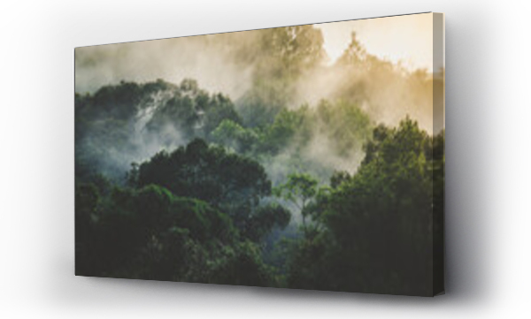 azja, Lasy tropikalne, natura