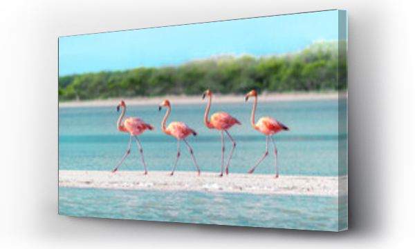 Wizualizacja Obrazu : #445067665 Four Flamingos walking across a sandbar in perfect unison