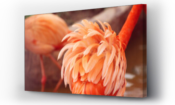Wizualizacja Obrazu : #445070139 feathers of pink flamingo bird