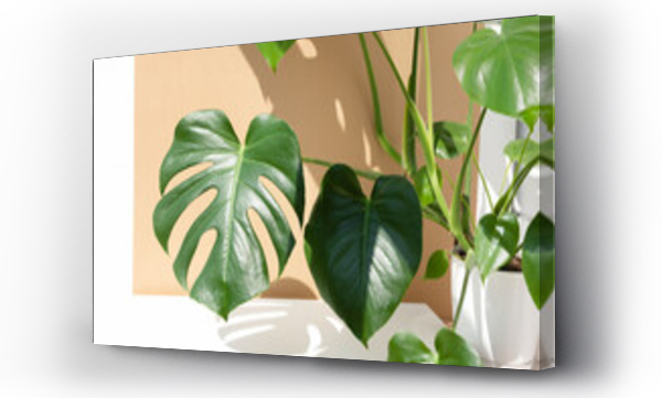 Wizualizacja Obrazu : #446063053 A beautiful leaf of the monstera deliciosa or Swiss cheese plant in the sun against a beige and white wall background. House plants in a modern interior. Home decor and gardening concept