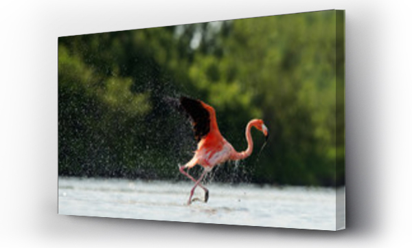Wizualizacja Obrazu : #44656817 The flamingo runs on water with splashes