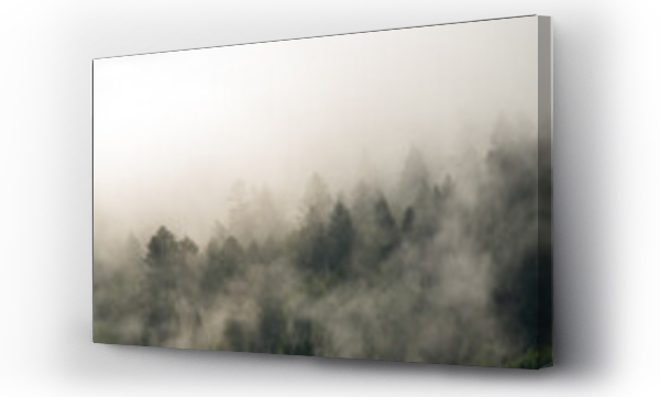 Wizualizacja Obrazu : #448838081 Krajobraz le?ny wierzcho?ki drzew las we mgle	