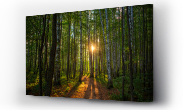 Wizualizacja Obrazu : #449332238 A path in a birch grove at dawn, the rising sun in the center