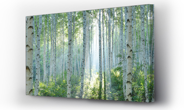 Wizualizacja Obrazu : #451151492 White Birch Forest in Summer, Panoramic View