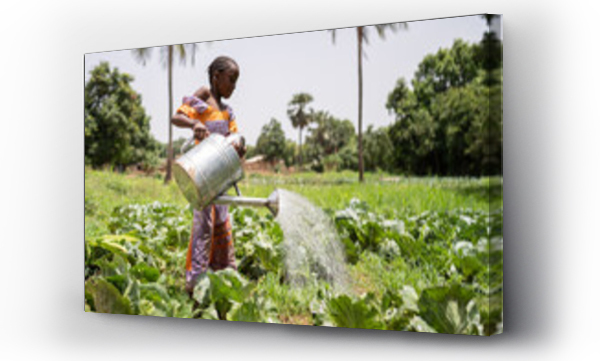 Wizualizacja Obrazu : #451425939 Small black girl with a big and heavy watering can irrgating cabbages in her fathers smallholding in West Africa