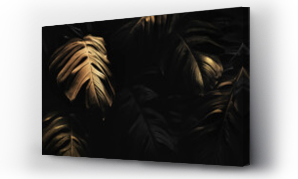 monstera, monstera zloto