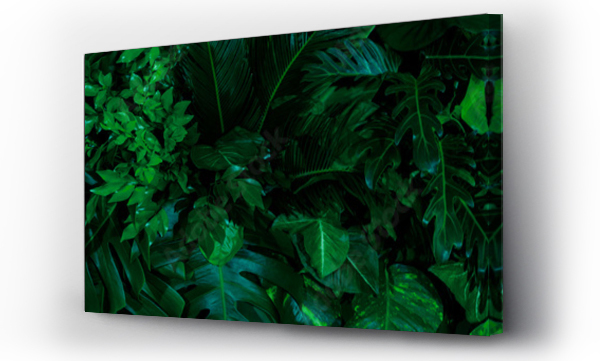 Wizualizacja Obrazu : #451609989 Group background of dark green tropical leaves ( monstera, palm, coconut leaf, fern, palm leaf,bananaleaf) Panorama background. concept of natur