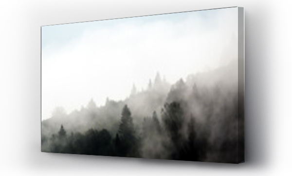 las, las we mgle, pejzaż