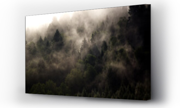 Wizualizacja Obrazu : #451676875 Krajobraz le?ny wierzcho?ki drzew las we mgle panorama