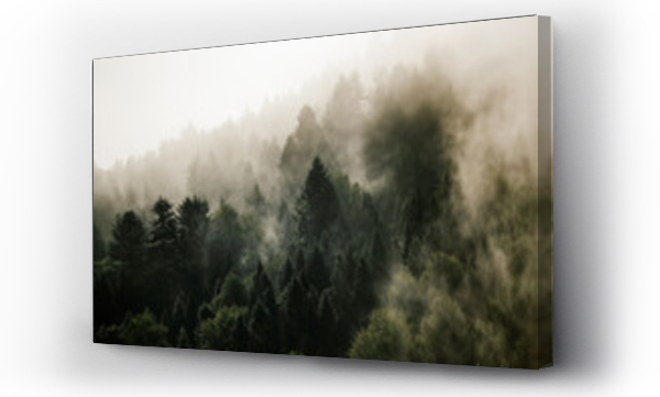 Wizualizacja Obrazu : #451677183 Krajobraz le?ny wierzcho?ki drzew las we mgle panorama	
