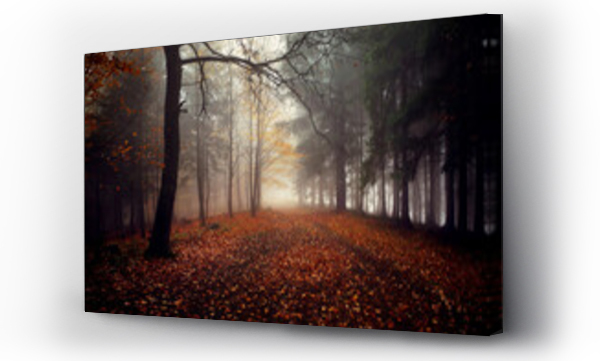 Wizualizacja Obrazu : #451684240 Mg?a w lesie, jesienny krajobraz