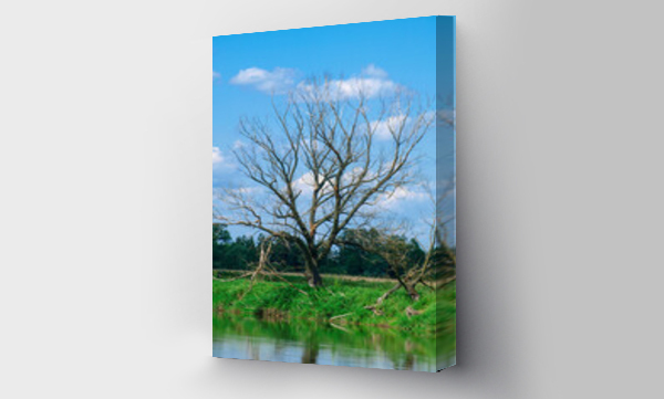 Wizualizacja Obrazu : #451693539 suche drzewo nad jeziorem 