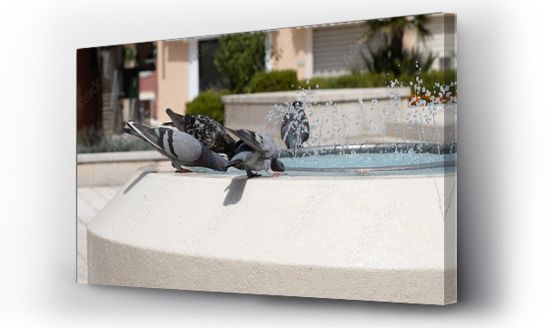 chorwacja, ptaki, Woda ptaki, zwierzęta