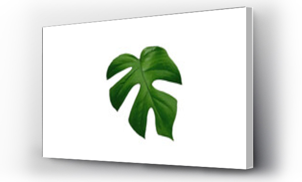 monstera