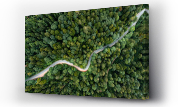 droga, las, natura, samochody