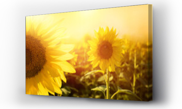 Kwiat żółty, Kwiaty, słoneczniki, żółty kwiat, Łąka kwiaty