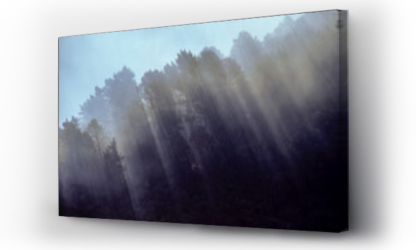 Wizualizacja Obrazu : #452022547 Sunrays streaming through tall trees and native bushland