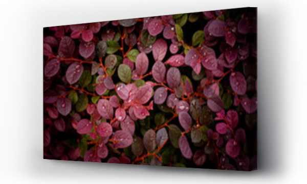 Wizualizacja Obrazu : #452653276 closeup nature view of purple leaves background, abstract leaf texture