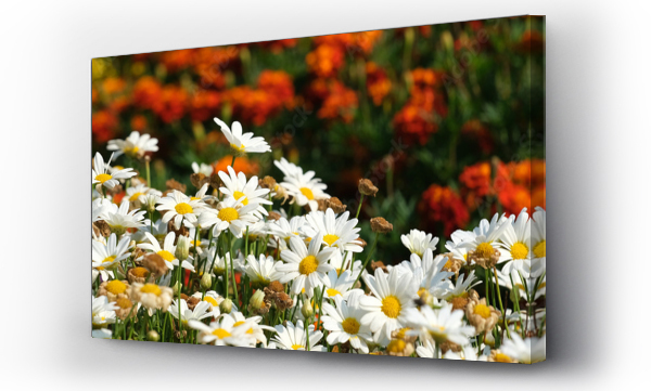 Kwiaty, łąka, Łąka kwiaty