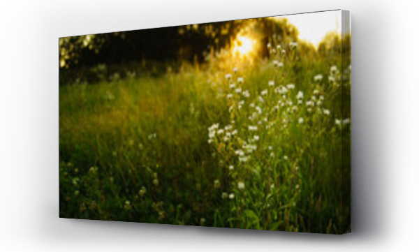 białe kwiaty, Kwiaty