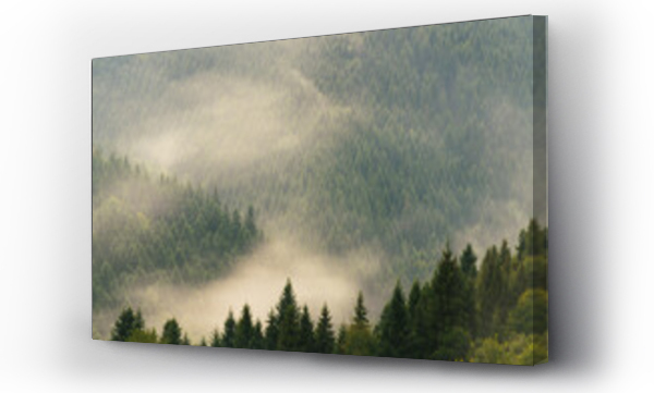 góry, las, zamglony las