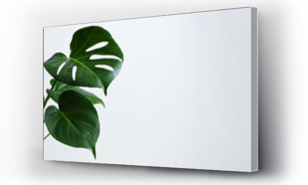 Wizualizacja Obrazu : #454083465 Beautiful monstera leaves or Swiss Cheese plant on a gray background. Monstera in a modern interior. Minimalism concept. Banner