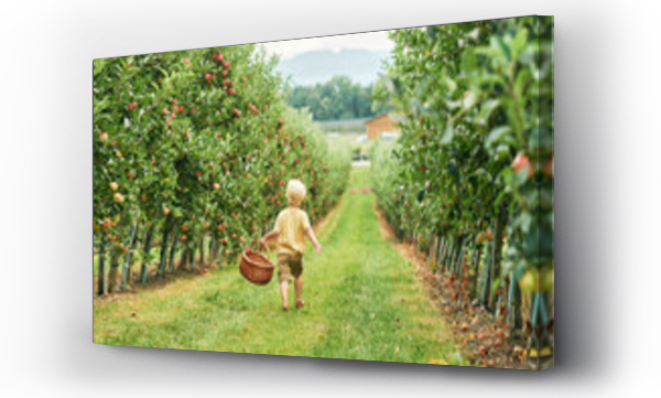 Wizualizacja Obrazu : #455804559 Happy little boy is going to harvest apples in fruit orchard, holding, basket, healthy organic food for children