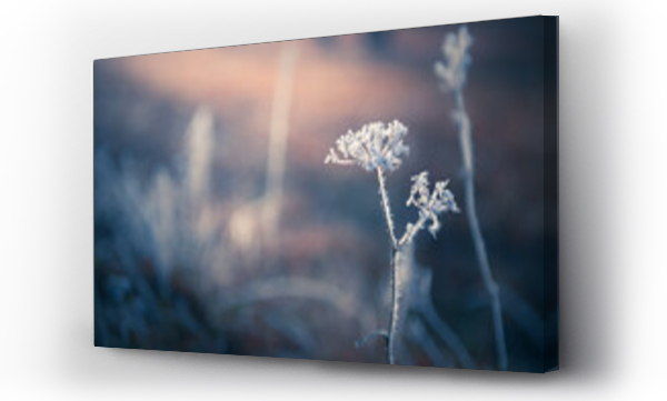 Wizualizacja Obrazu : #456423311 Frosted plants in winter forest at sunrise. Beautiful winter nature background. Macro image, shallow depth of field.