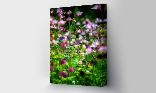 Kwiaty, Kwiaty polne, polne kwiaty, łąka, Łąka kwiaty