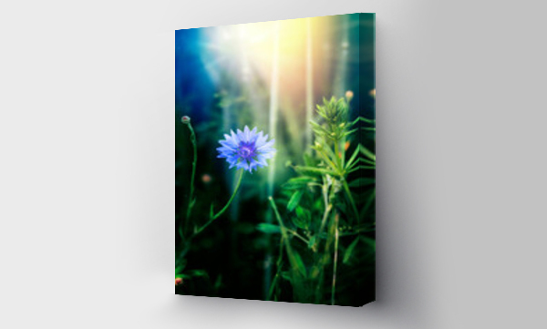 Kwiaty, polne kwiaty