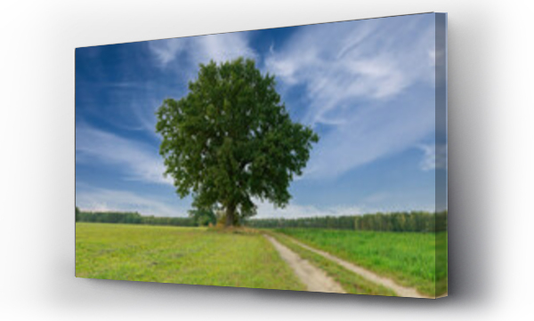 Wizualizacja Obrazu : #457754584 Samotne drzewo na tle b??kitnego, lekko zachmurzonego nieba.