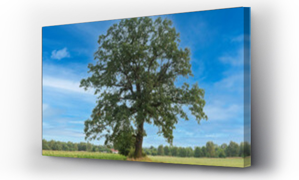 Wizualizacja Obrazu : #457754649 Samotne drzewo na tle b??kitnego, lekko zachmurzonego nieba.