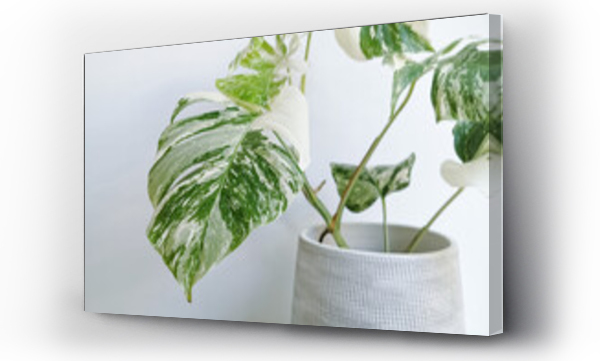 Wizualizacja Obrazu : #457816730 Monstera albo borsigiana or variegated monstera. Closeup of a highly variegated leaf against a white background