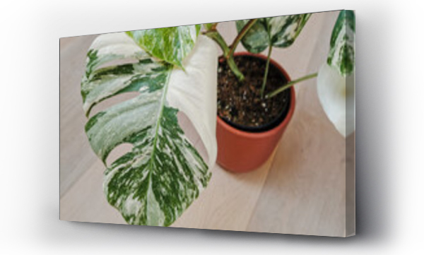 Wizualizacja Obrazu : #457816759 Monstera albo borsigiana or variegated monstera. Leaf closeup of a full plant in a planter on a wooden floor.