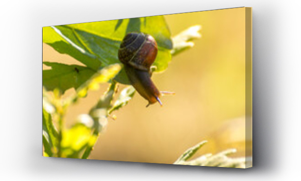 Wizualizacja Obrazu : #457925217 little brown snail on a green oak leaf