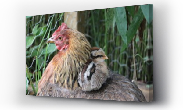 Wizualizacja Obrazu : #458078826 Matka kura spaceruje z kurczaczkami - kury z wolnego wybiegu