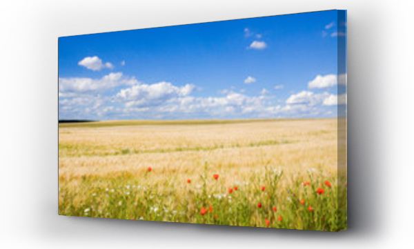 pejzaż, Pejzaż wiejski, pole piwo