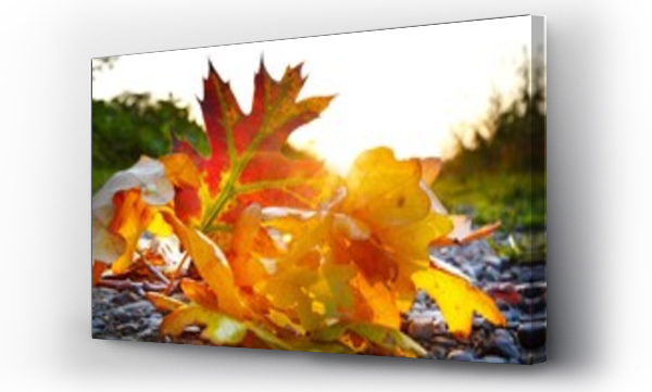 jesienne, Krajobrazy, Liście