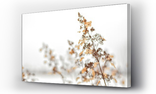 Wizualizacja Obrazu : #460093735 Suche kwiaty hortensji bukietowej, kwiaty ozdobne na plakat w stylu boho, hortensja bukietowa. Dry hydrangea, poster.