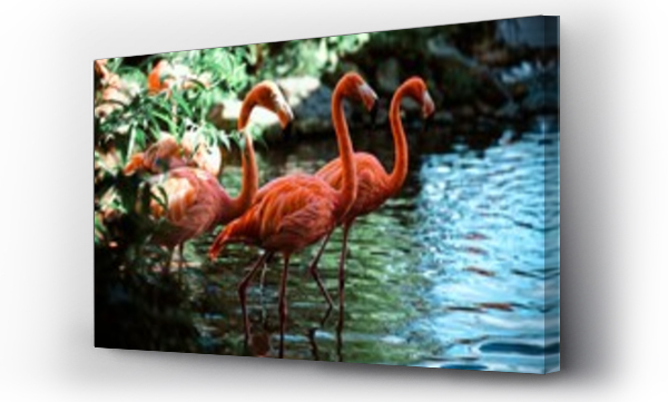 Wizualizacja Obrazu : #460620806 Flamingi