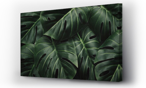 Wizualizacja Obrazu : #460814222 Night mystical dramatic jungle and monstera leaves and layout pattern in tropical moody forest