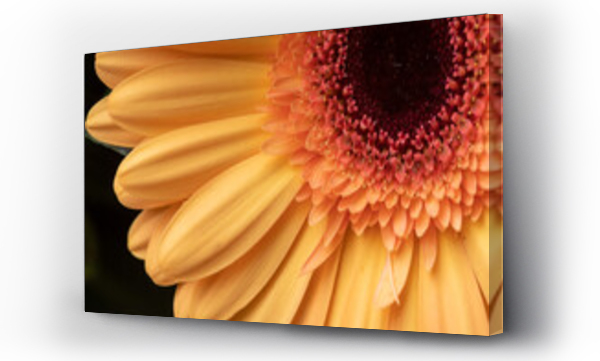 Wizualizacja Obrazu : #462181856 Urodzinowe kwiaty