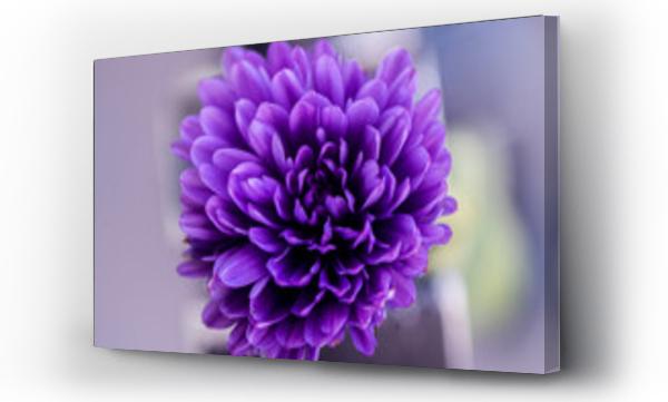 Wizualizacja Obrazu : #462421061 Fioletowy kwiat macro