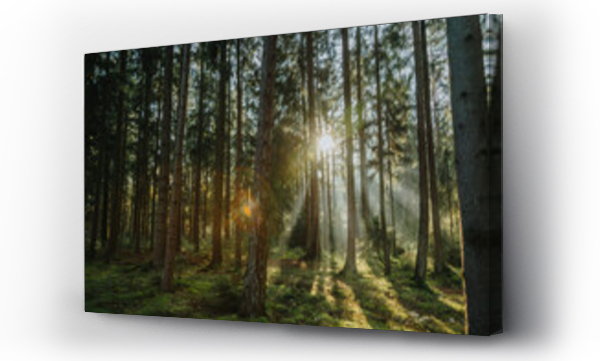 Wizualizacja Obrazu : #462848113 Sunlight streaming through trees in forest