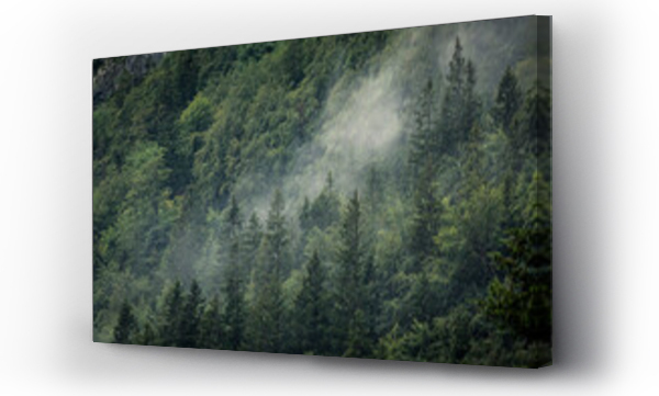 Wizualizacja Obrazu : #462851342 Fog rising above forest