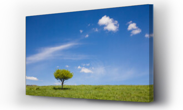 Wizualizacja Obrazu : #462991213 Samotne drzewo na tle b??kitnego nieba.