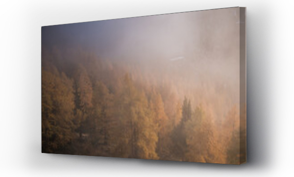 Wizualizacja Obrazu : #463151697 Foggy autumn forest of golden larches