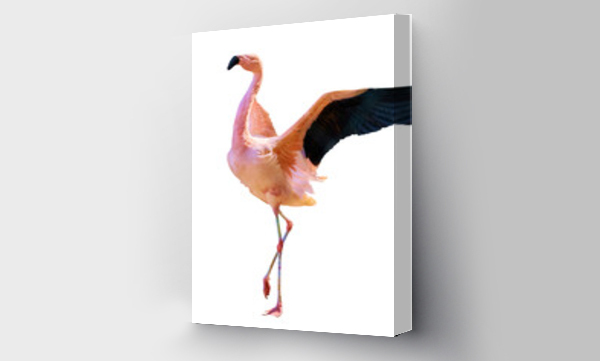 Wizualizacja Obrazu : #463672697 fine dark pink flamingo with spread wings