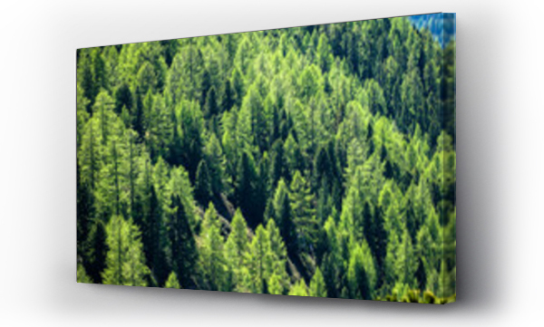Wizualizacja Obrazu : #463727482 Spruce forest